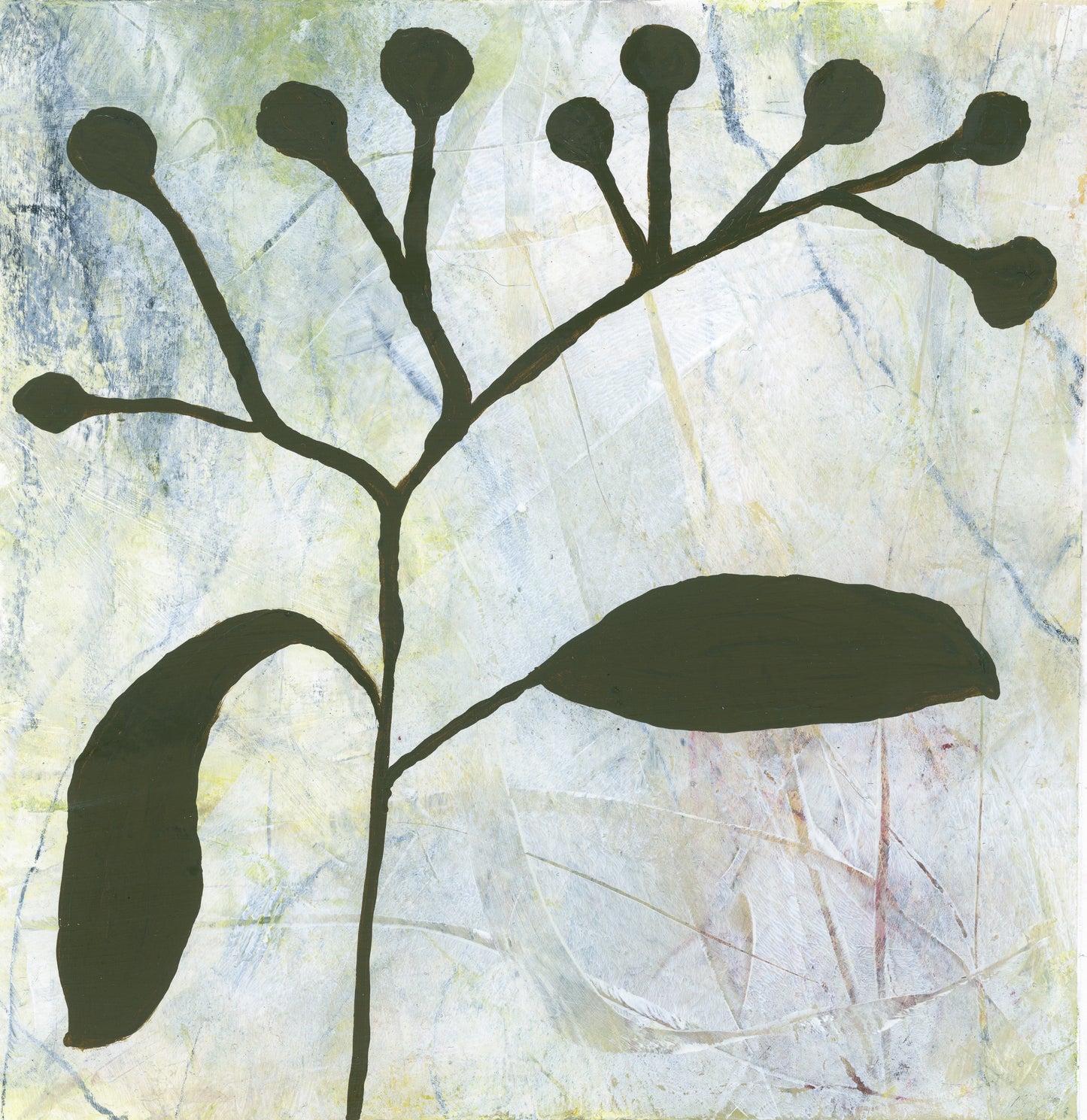 Olive Branch